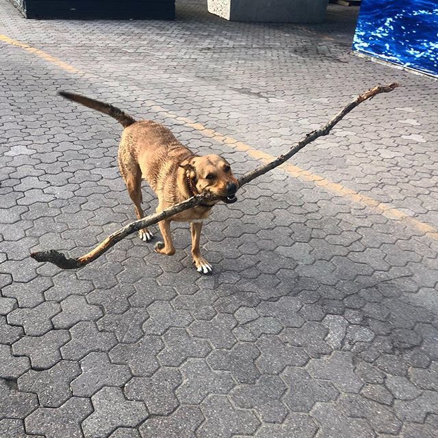 michelletherunr's tweet image. When I go running - I like to carry a tree with me! 😂😂😂 Lucy the dog makes me laugh so much! 😂😂
.
.
.
.
#dogsofinstagram #dog #dogswhorun #mustlovedogs ift.tt/2UszpzN