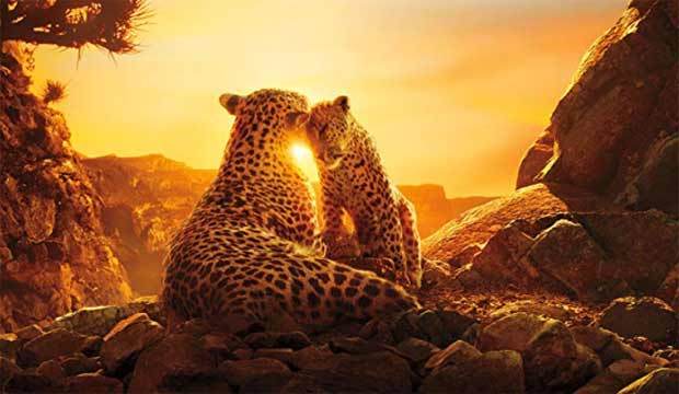 #OurPlanet combines stunning photography  &amp; technology with an unprecedented look at the planet’s remaining  wilderness areas and their animal inhabitants @Netflix tinyurl.com/y6da36bw