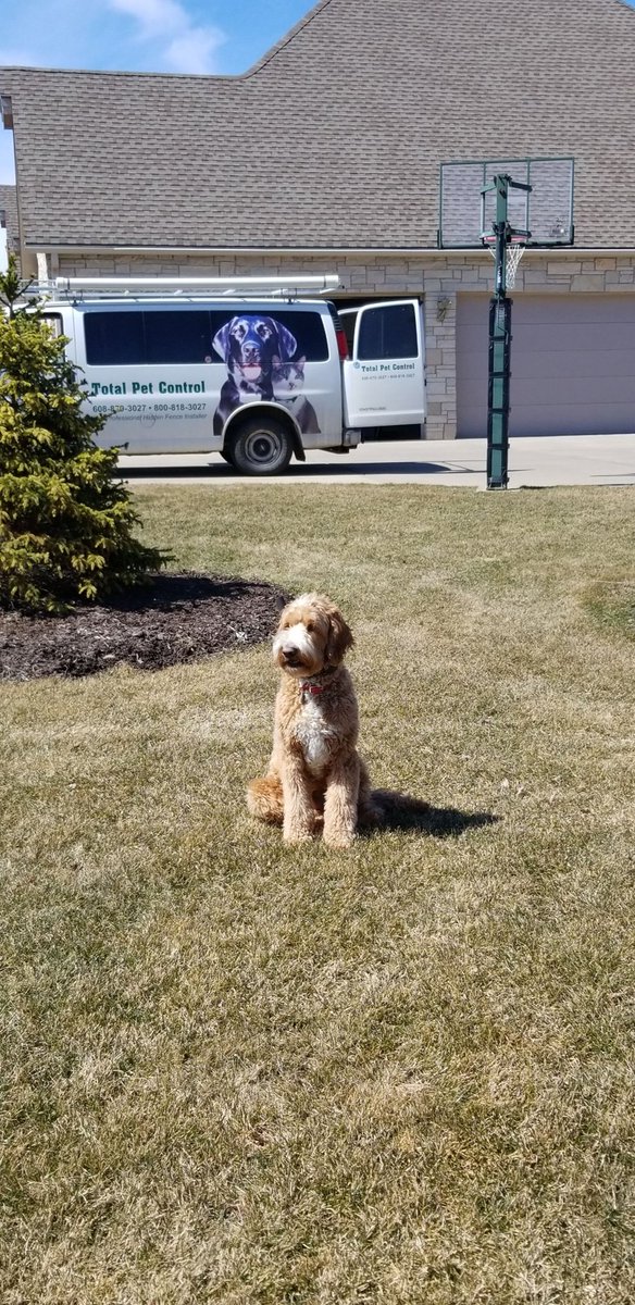 Petstoptpc's tweet photo. Rosie's 1st day and Murphy's reminder day of their underground fence #goldendoodle #batterycollar #lowstress #dogtraining https://t.co/1KNcWBsctc