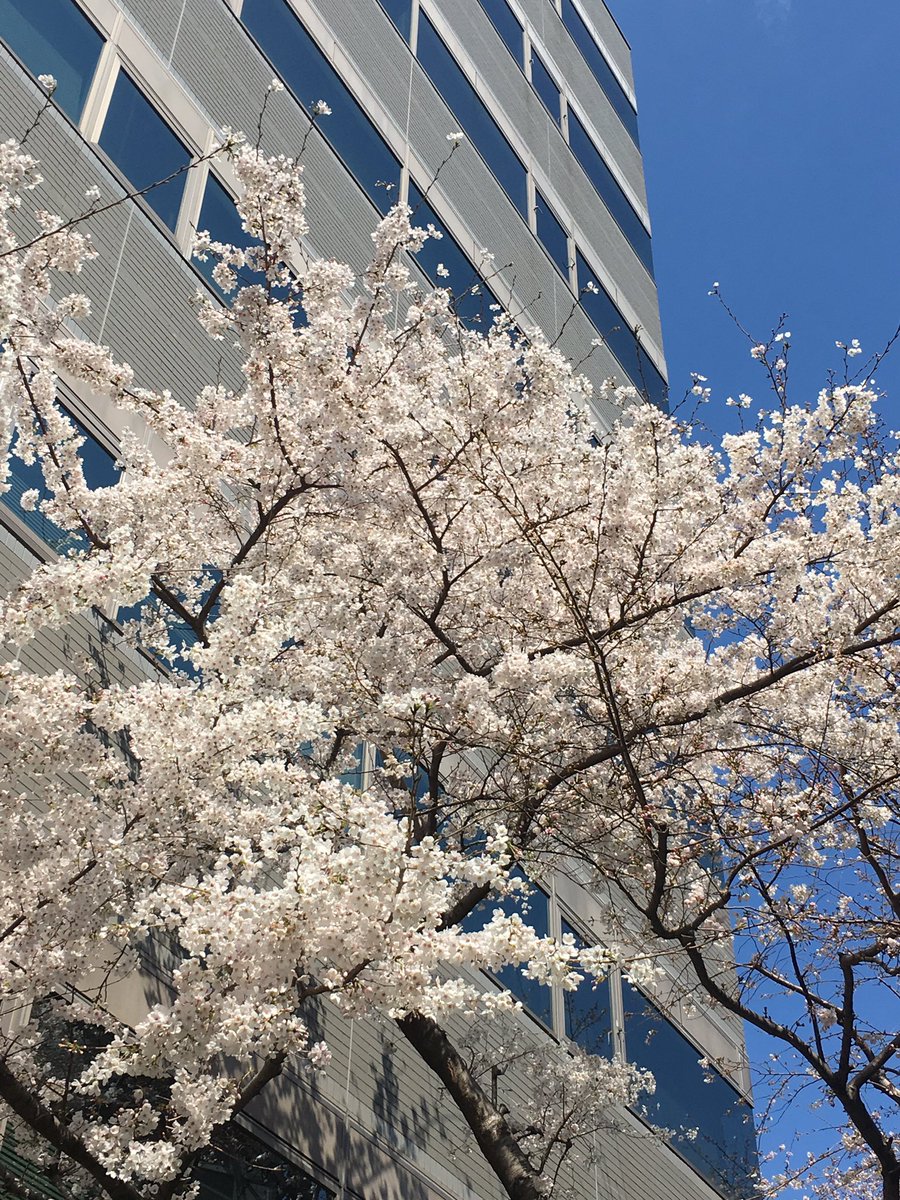 pepee_lotion's tweet photo. 今日は☀️暖かい💓
🌸満開になりそうだ https://t.co/i5AkVDZQPw