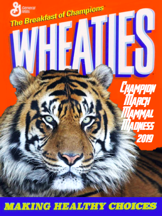 Picture of a Tiger on a Wheaties Box - the champion of 2019 MMM