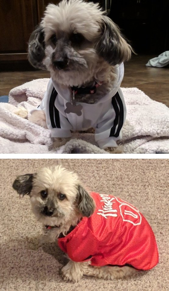 adidas sweat suit for dogs