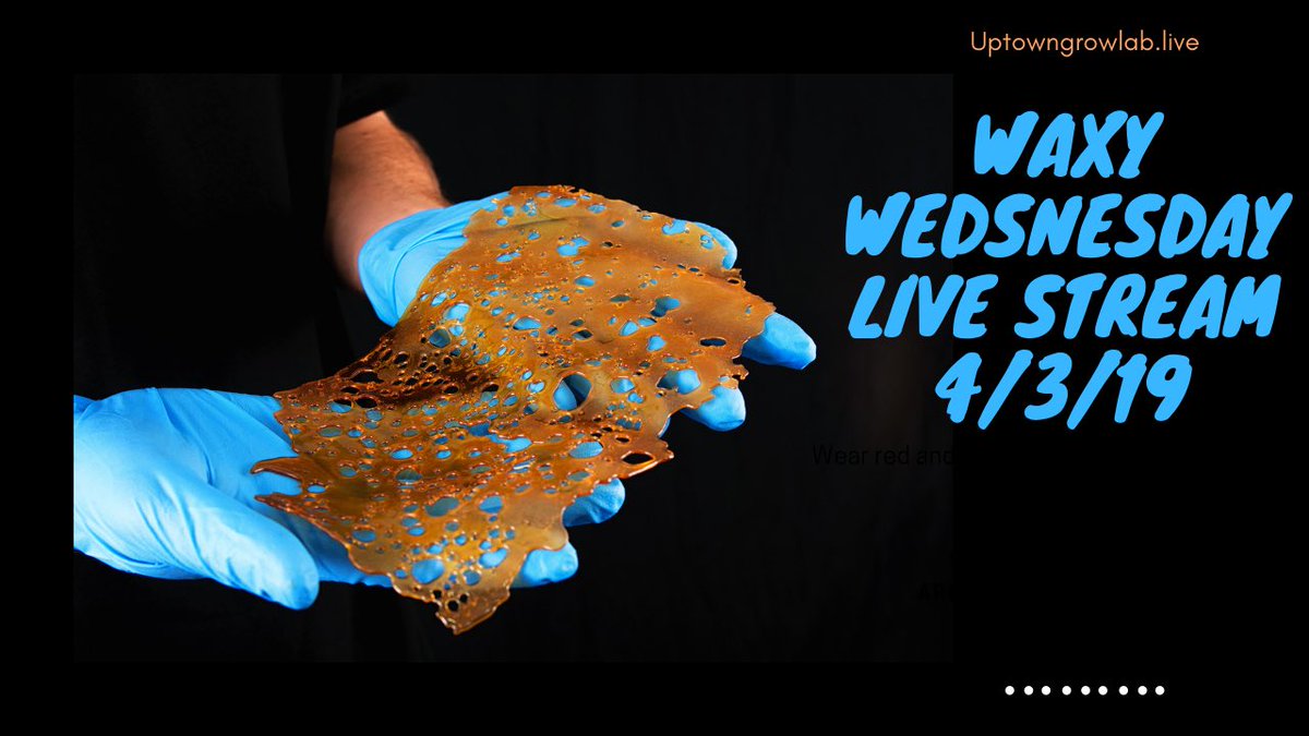 UptownGrowLab's tweet image. Join us for Waxy Wednesday livestream 8pm Pacific on YouTube. Call in from AHLOT’s #cannabiscurationcommittee #smokeweedeveryday #kitchenkrew