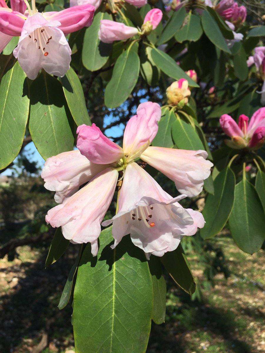 WinterthurBloom's tweet image. First Rhododendron in flower! Korean azaleas, daffodils, winterhazel, and magnolias also coming into bloom.