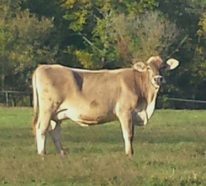 SuydamFarms's tweet photo. Welcome Home Rose! Happy Retirement! We love you https://t.co/YbpzoxNhhs