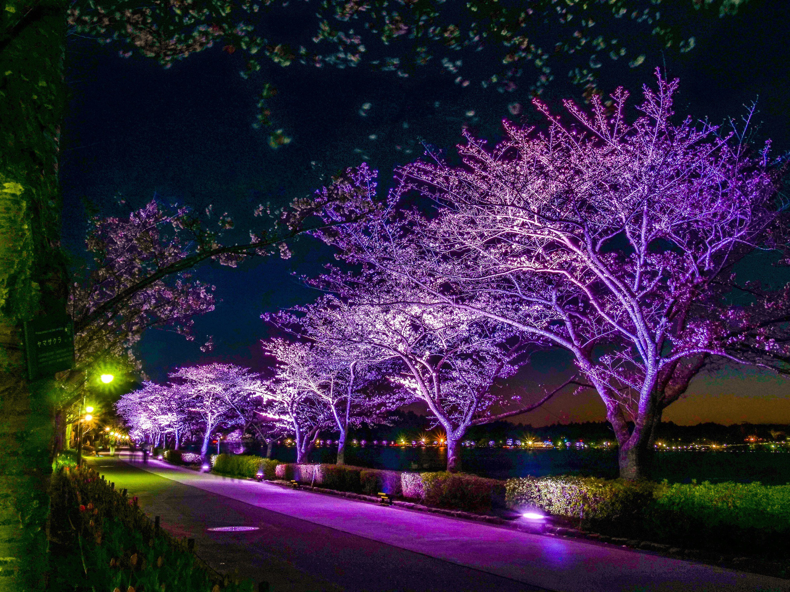 水戸市【公式】 в X: „【千波湖桜のライトアップ】 千波湖畔の桜