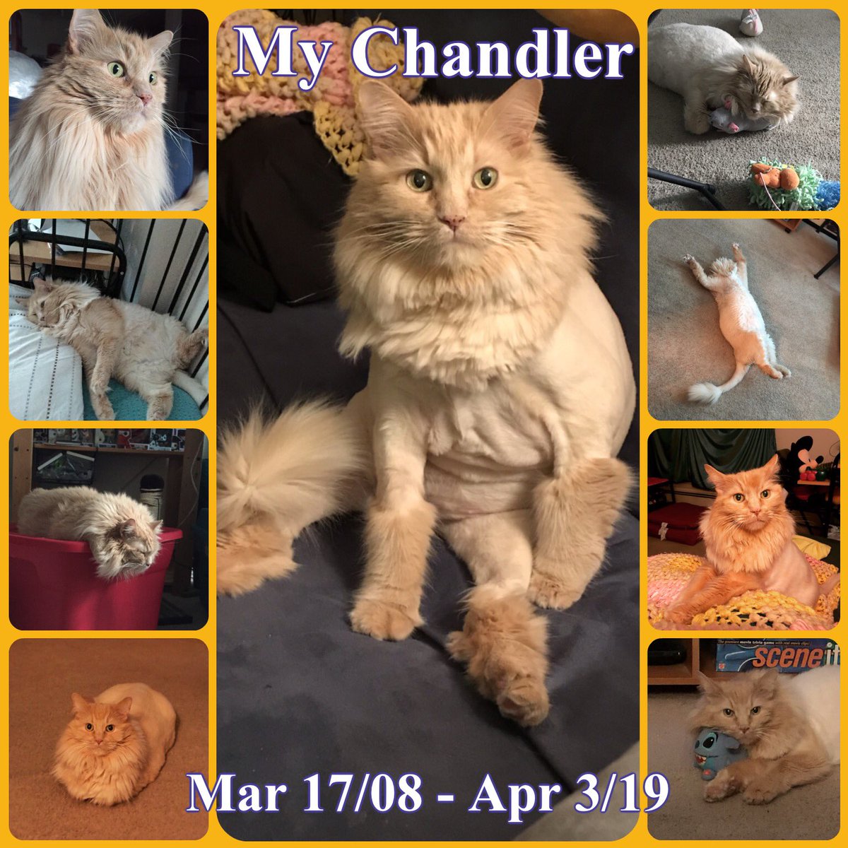 LadyPyper's tweet photo. Goodbye my kitty.  I’m going to miss you.  #yegcat #fuzzykitty #cancersucks 💔😢💞 https://t.co/V7ghThPbSR