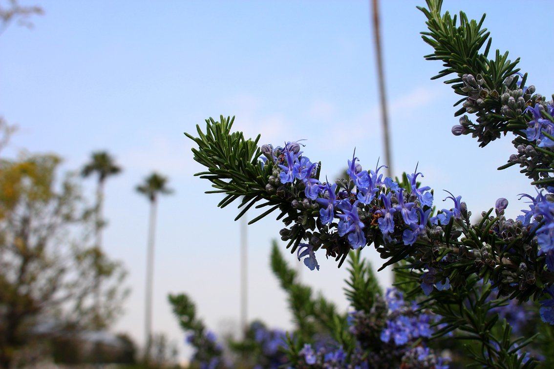 長居植物園 植物園内の ハーブ園 では ローズマリー が咲き乱れています 料理の香り付けや薬用に広く利用されているハーブの代表格ですね 枝いっぱいの薄紫色の小さな花がいい香りを放っています 長居植物園 ローズマリー ハーブ