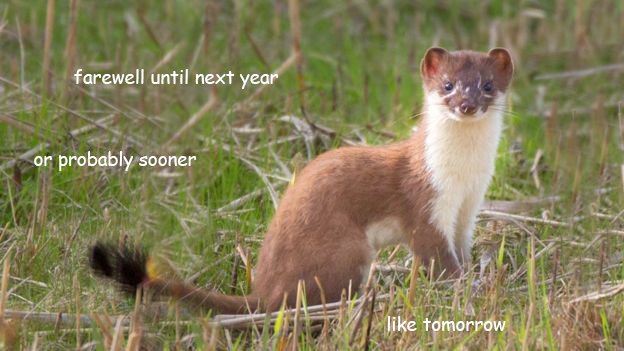 wchevrotain's tweet photo. So I forgot that the last round of #2019MMM was tonight and I come back to see that the confused tiger won and I won an award in being a fake animal(?) Thank you
Anyway, good game
#TeamChevrotain, #TeamMustelid, #TeamMouselid, it's been an honor https://t.co/EXTPDvzUrC