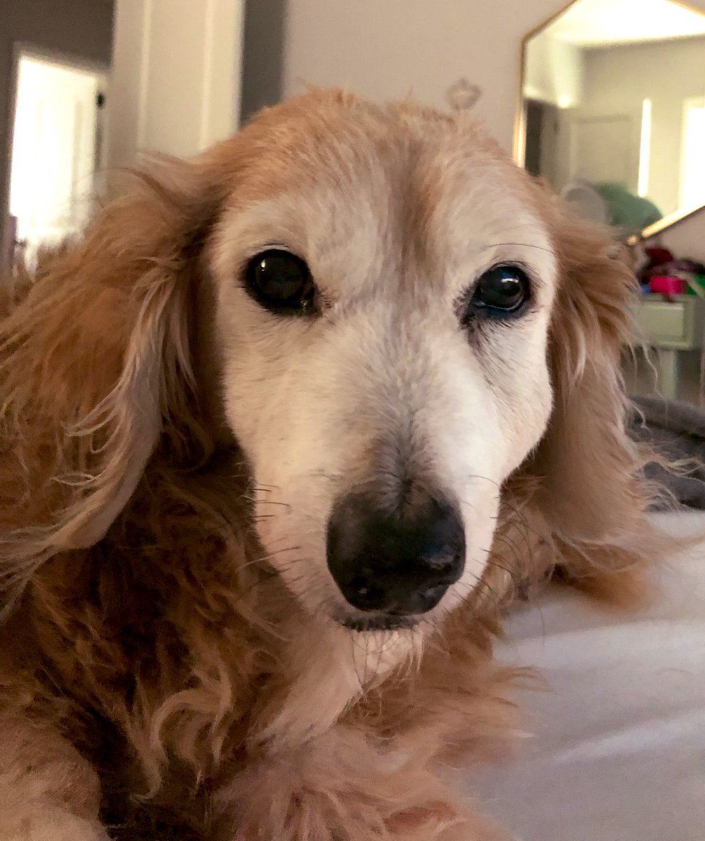 abarkingdaphne's tweet photo. My brofur Maxwell has a swollen face and is getting teeth pulled tomorrow. Mom is nervous for surgery. #aworrieddaphne #brofur #dachshund #oldmannoteeth https://t.co/QjtICLVSb8