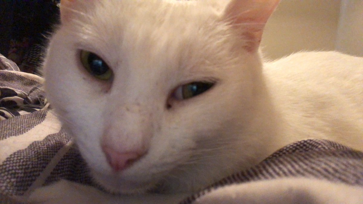 SweetBBPiccolo's tweet photo. @sundaekitter Plz feel betta sundae’s mum #weluvourkotmums https://t.co/86si2Vy1EE