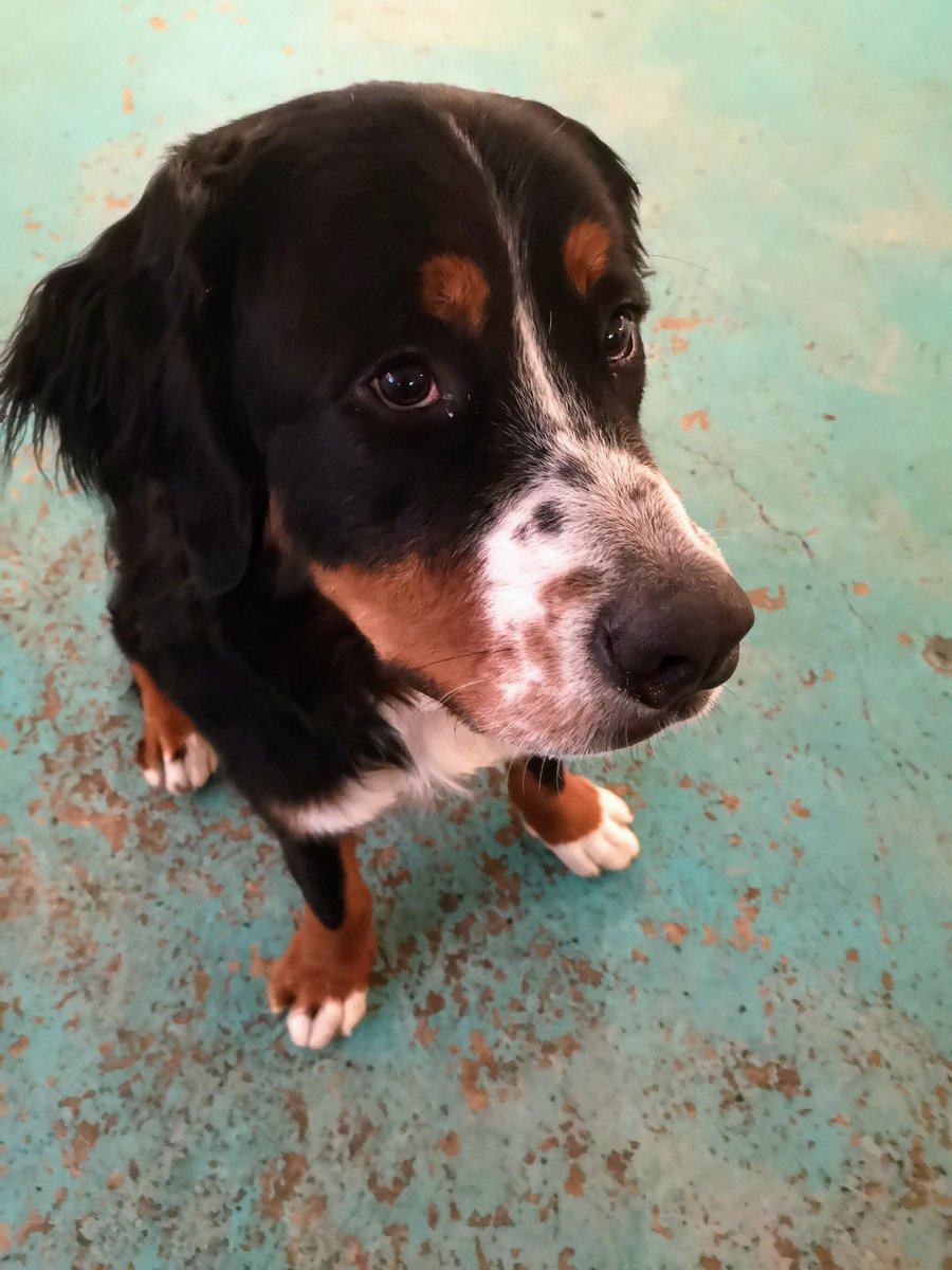 marthawithanm's tweet photo. Those eyes 😍 #bernesemountaindog #cuteaf https://t.co/yfOJFSSiRe