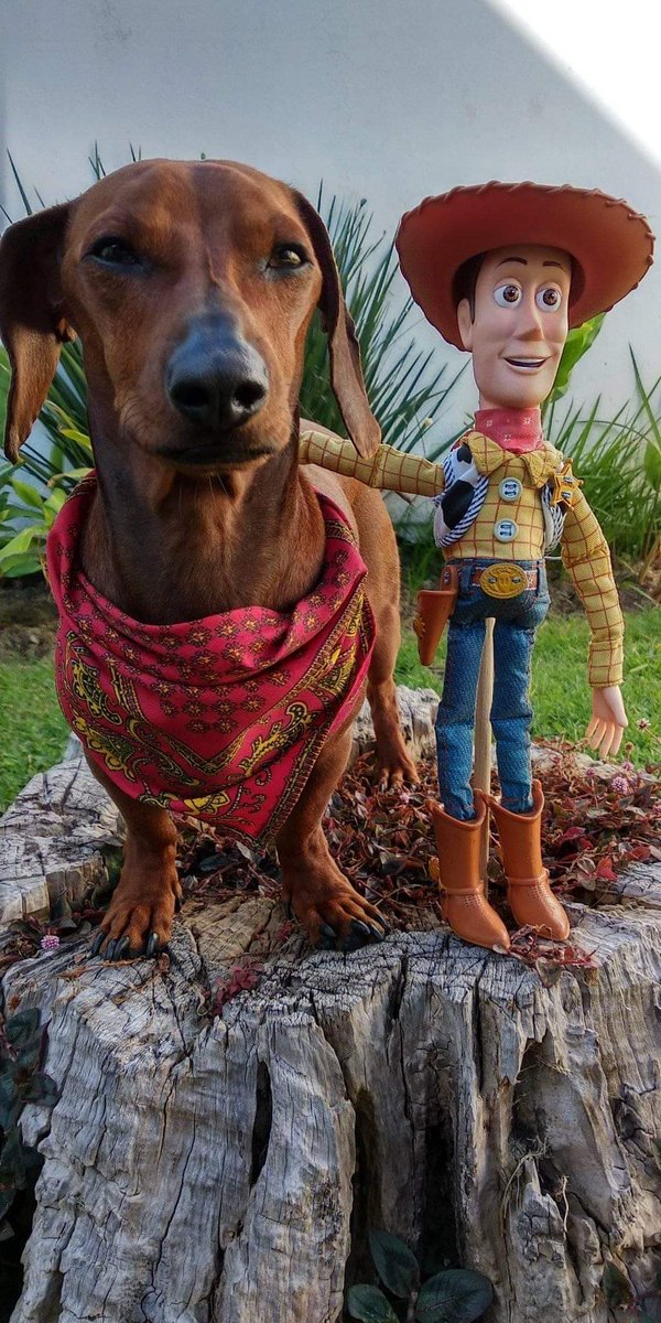 aletssoyyo's tweet photo. Este perrito posando con Woody para las fotos es lo más hermoso que verán en mucho tiempo. https://t.co/L3p6D7JzB9