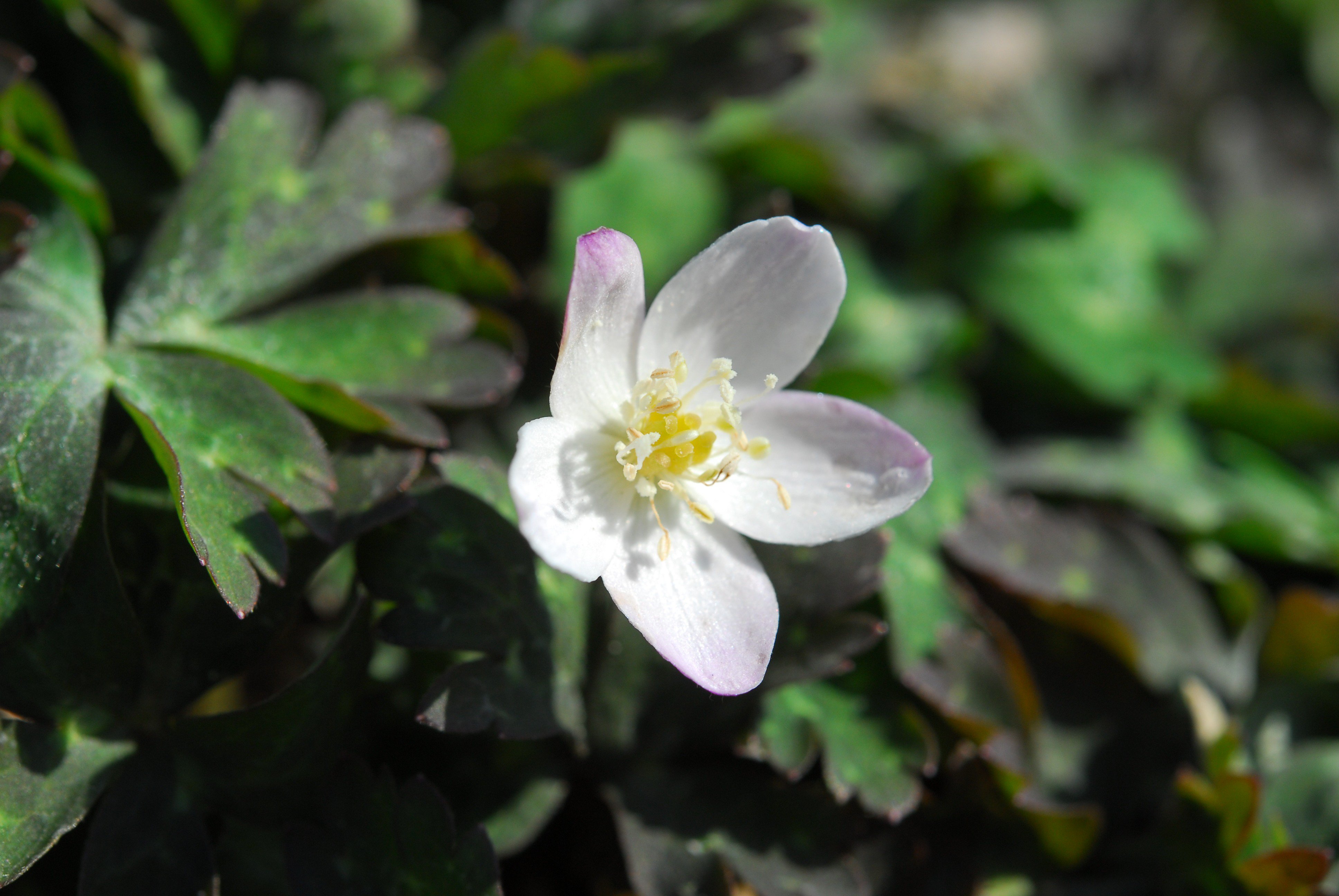 六甲高山植物園 ニリンソウ の花が咲いてきています 漢字で書くと 二輪草 その名の通り 花を二輪咲かせます 今は一輪目の花で二輪目は遅れて咲いてきます 山野の湿った場所などに群生します 爽やかな花 ロックガーデンの近くで咲いています
