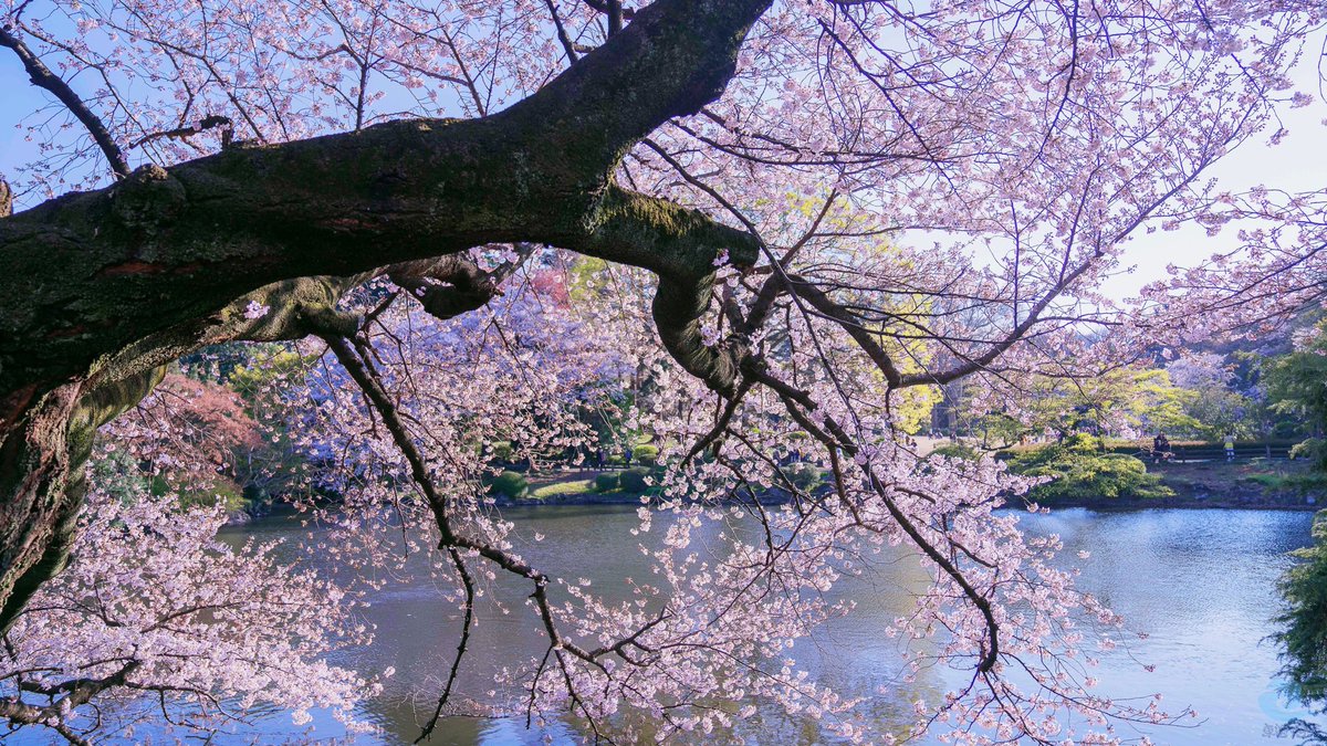 新宿御苑の桜
#桜🌸 #はな #sakura #sakura🌸 #rinka #新宿御苑 #flower #f #flowers