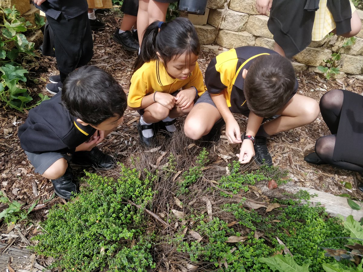 _missta's tweet photo. Thanks 3/4P for showing KT how to keep the school garden rubbish-free and teaching us about our Autumn produce! #schoolgarden 
@MeganPilon7 https://t.co/mOOfxfh115