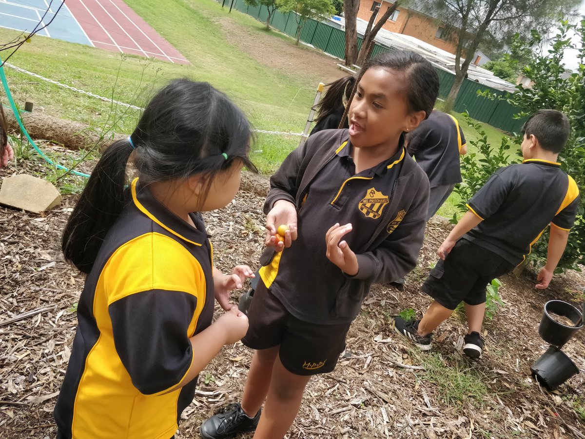 _missta's tweet photo. Thanks 3/4P for showing KT how to keep the school garden rubbish-free and teaching us about our Autumn produce! #schoolgarden 
@MeganPilon7 https://t.co/mOOfxfh115