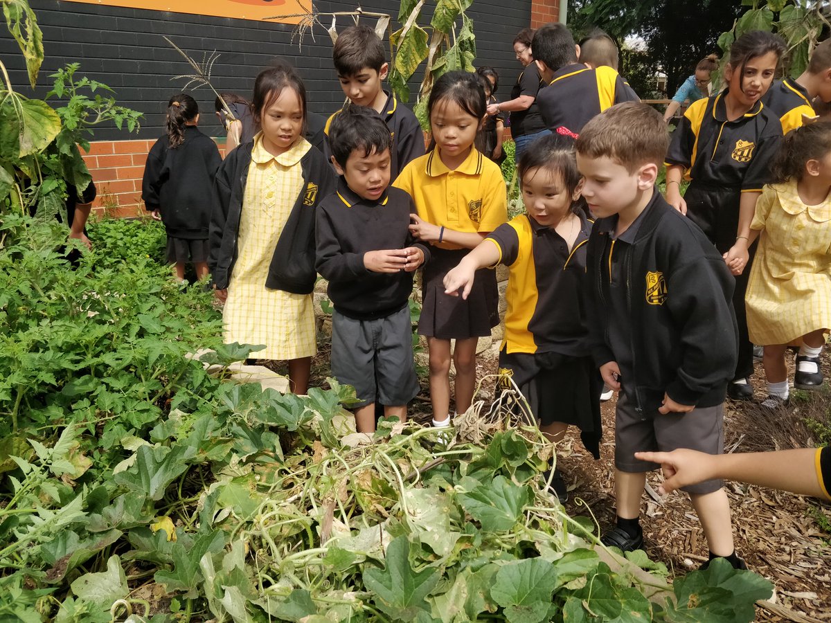 Thanks 3/4P for showing KT how to keep the school garden rubbish-free and teaching us about our Autumn produce! #schoolgarden 
<a href="/MeganPilon7/">Megan Pilon</a>