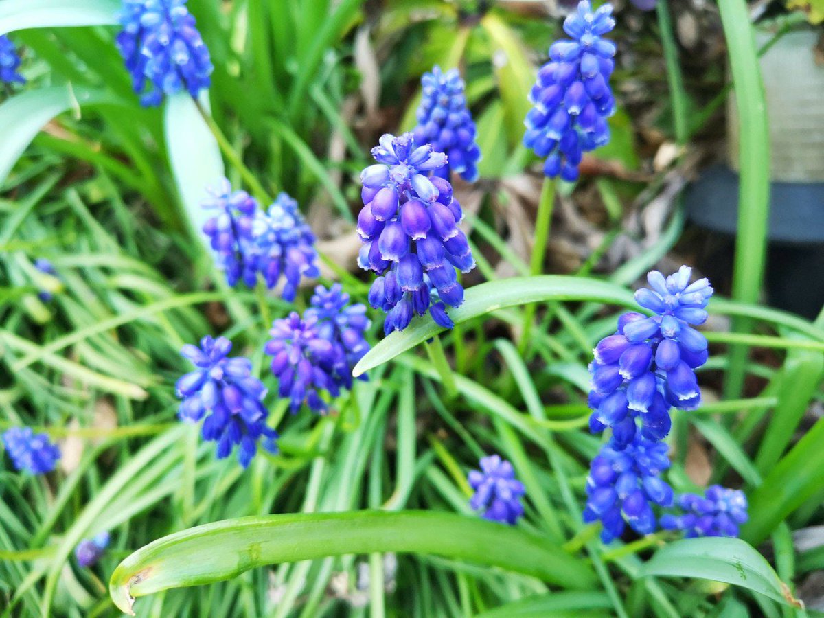Grape hyacinth! In folklore, they'd cause depression if they were brought indoors which only lifted when taken back outside #folklorethursday #plantlore