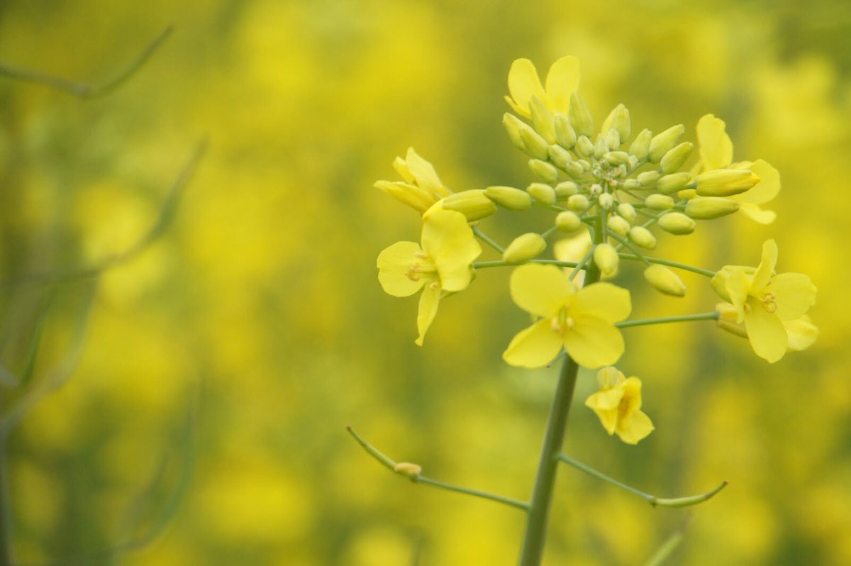 実は花の写真を撮るのが好きだったりする。立川昭和記念公園にて