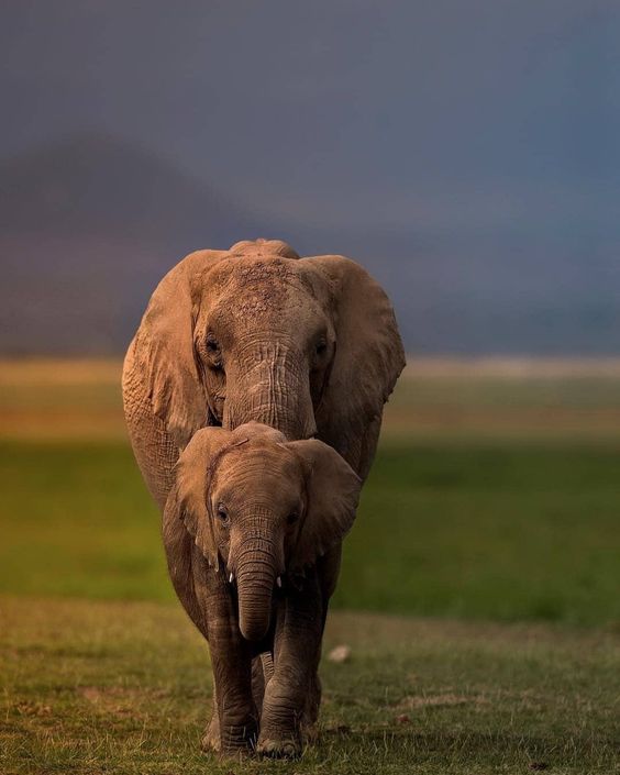 KWSKenya's tweet photo. Help us caption this beautiful photo of mama and baby elephant...

📸 by Varun Aditya
📍 Amboseli National Park https://t.co/SgJvalmfS2