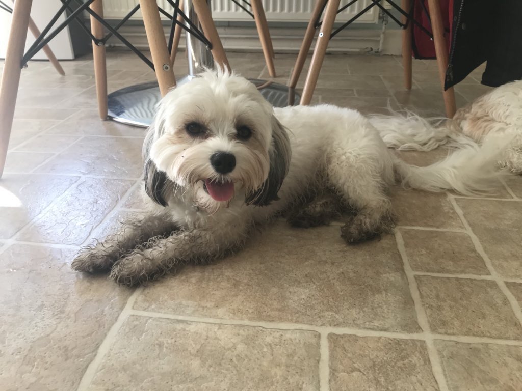 TrackSuzuki's tweet image. I need all the help I can get with this little monkey!! #FlexClean #Competition #RugDoctorUK