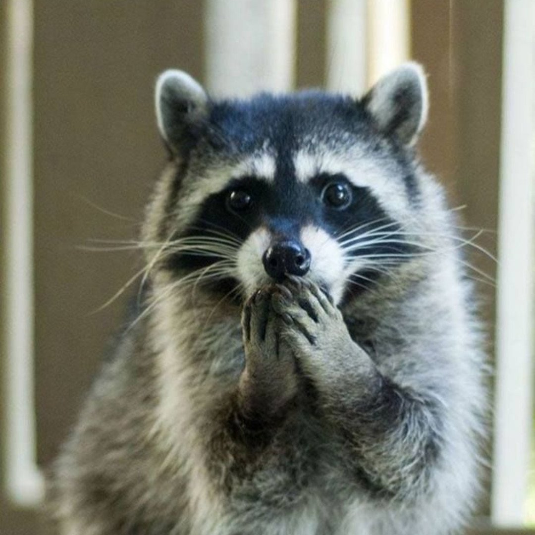 What? You're offended? But it's Improvisation for Humans...not Trash Pandas...Tues 9th April from 7pm sharp at the Ship &amp; Mitre with our Jess, see the website for details, link in bio
#impropriety #nothuman #improv