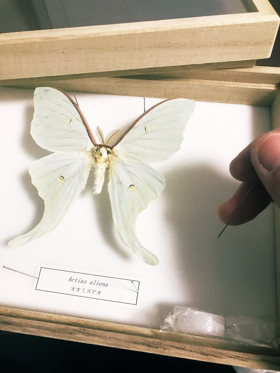 貢献する こだわり プレビスサイト 蝶 標本 防虫 剤 Resonetmall Jp 貢献する こだわり プレビスサイト 蝶 標本 防虫 剤 Resonetmall Jp