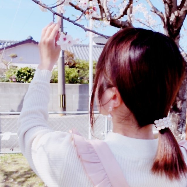 Karupisusama's tweet photo. さくら〜さくら〜 https://t.co/59zrjKshqI