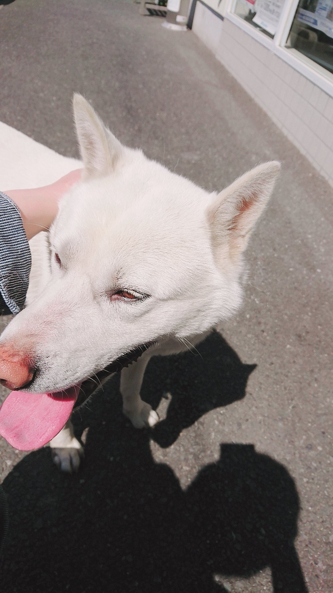 ヌコ様の下僕なり Pa Twitter 迷子犬 拡散希望 千葉県茂原市のコンビニに現れた白い犬です 今日のお昼に役所の人に連れていかれました この子を探してると思います 飼い主さんに届いて欲しいです 場所は茂原明光橋のコンビニに 無駄吠えもなく
