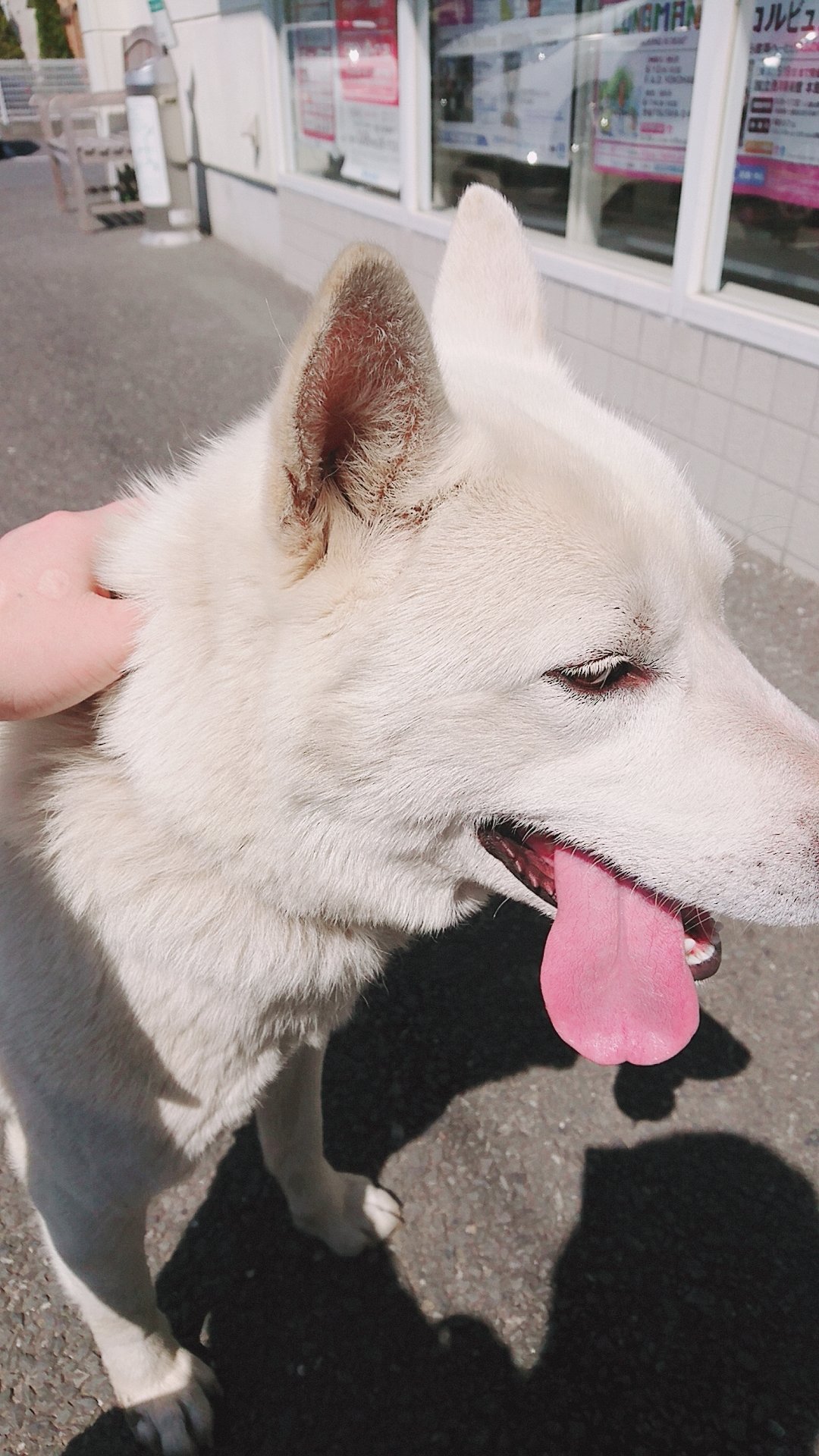 ヌコ様の下僕なり Pa Twitter 迷子犬 拡散希望 千葉県茂原市のコンビニに現れた白い犬です 今日のお昼に役所の人に連れていかれました この子を探してると思います 飼い主さんに届いて欲しいです 場所は茂原明光橋のコンビニに 無駄吠えもなく