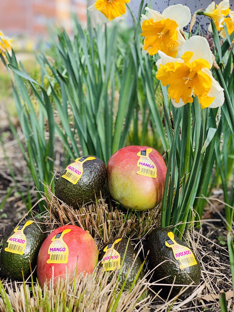 The first Easter bunny avocado's &amp; mango's have been spotted in nature!! 🥭🥑🐰
If you don't have the time to go and look for them just contact one of our salespeople and they will help you get them the easy way👀👀 #mango #avocado #readytoeat #Easter #easterbunny #hideandseek