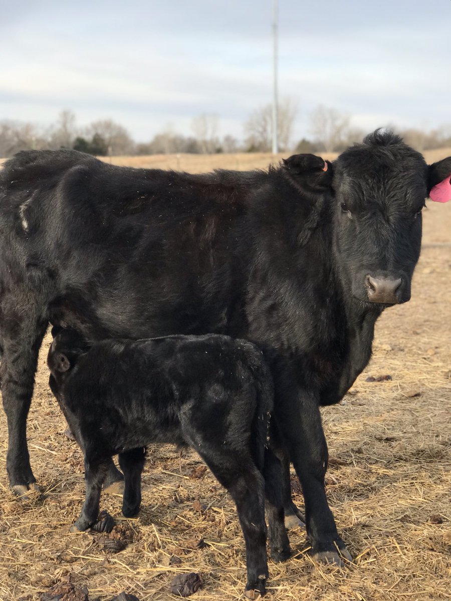 HouseCattle's tweet image. Love watching these calves grow! These #blackangus heifers have mothered so well for us this season. Excited for the future! #BusinessBreed #EatBeef @AngusAssoc @newsfromkla