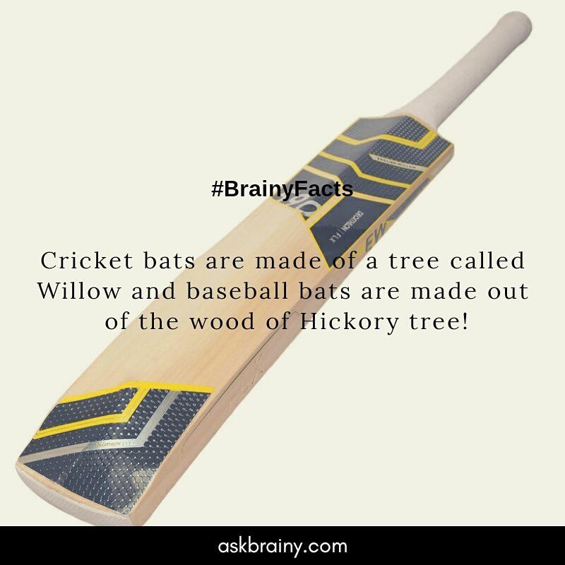 ask_brainy's tweet photo. #factoftheday #facts #sports #cricketbat #cricket #baseball #hickorytree #forest #fitness #health #askbrainy #amazing https://t.co/3ycaxpkV7i