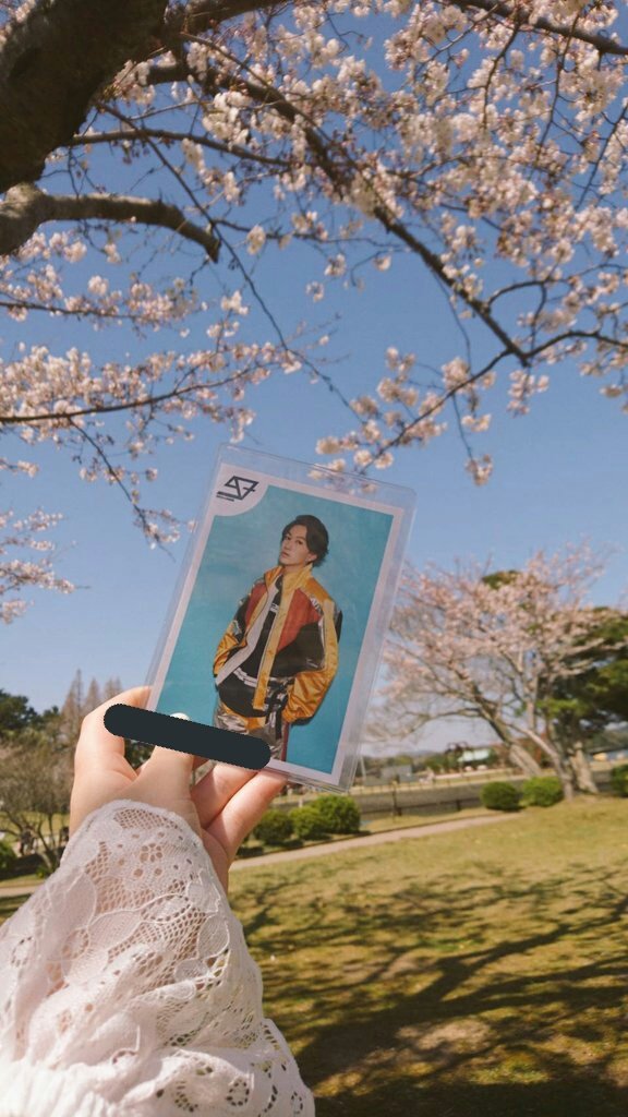 ikedaotaku's tweet photo. 池田の彪馬くんとお花見をしました https://t.co/RZyxdJ0jrL