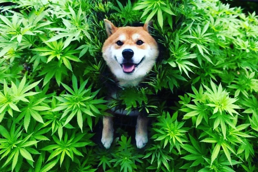 EasyBakedCanada's tweet photo. marijuana affects the memory...it helps me forget people's bullshit everyday : From @4.19_give_me_a_minute
.
.
.
.
#marijuana #medicalmarijuana #cannabis  #cannabisculture #medicalcannabis #healthforall #cookiescannabis #dreads #hippies https://t.co/uwUixEFc3G