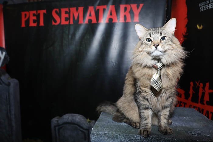 Re: PET SEMATARY: I just keep thinking about whose job it was on set every day to dirty up the cat. Like, “oh, yeah, I have to go in early tomorrow, I have to rub some Vaseline and coffee grounds on this cat”