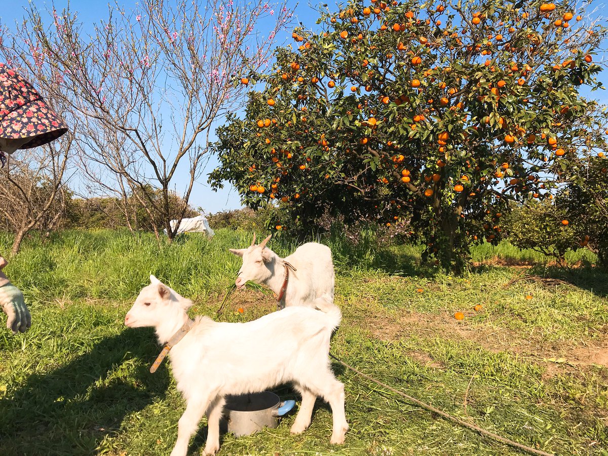 harimofarm's tweet photo. 近所のみかん農家さんのヤ���の親子🐐かわいい。。
#ヤギ #雑草食べてくれる #みかん農家 #佐賀 #太良町 #たらみかん https://t.co/G1KATLWjK2