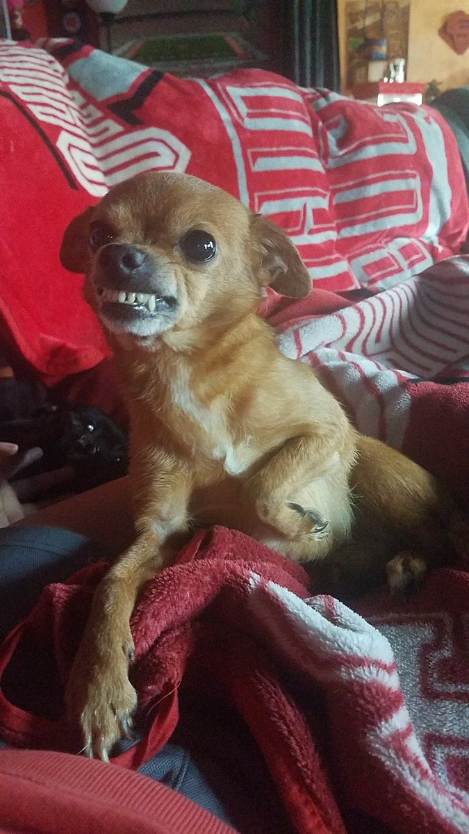 nasty chihuahua