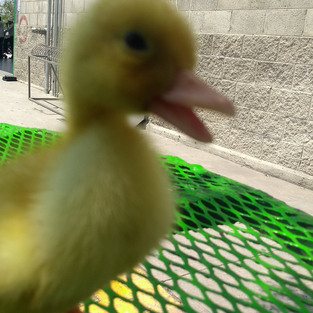 kimeranight's tweet photo. #pato #Amarillo https://t.co/DZisZczKb1