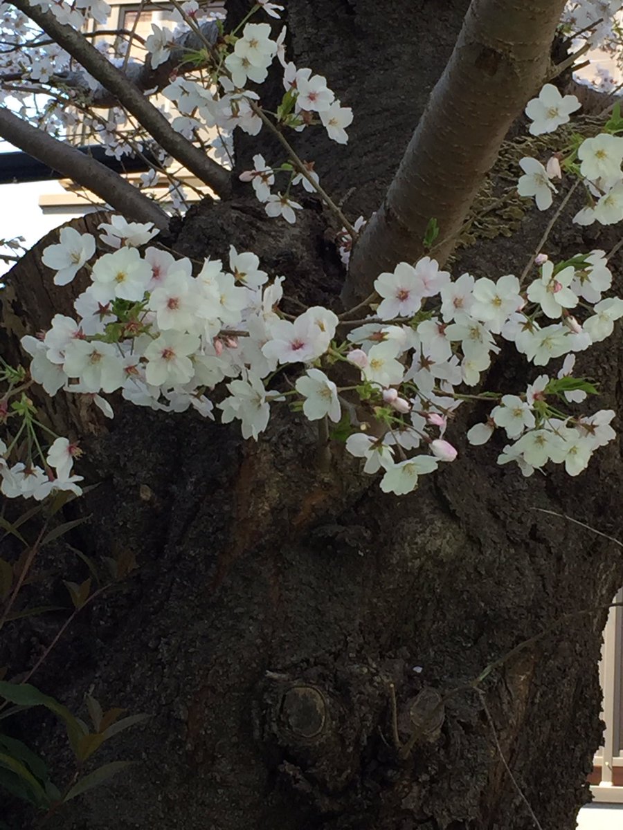 megu3367's tweet photo. やっと桜を🌸見ることが👀
できました😃
嬉しい！ https://t.co/OuXwTvTmEq