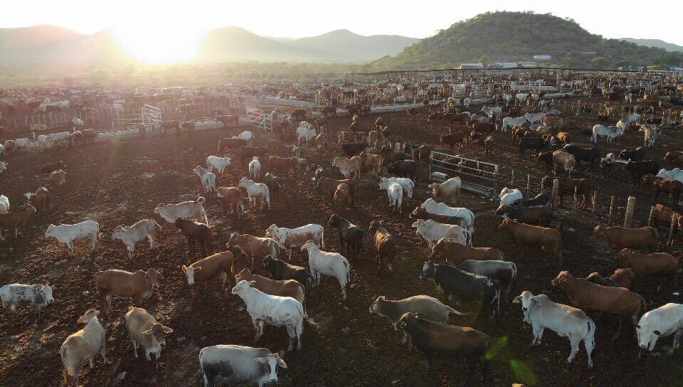 Meatco_Namibia's tweet photo. Picture of the week. Sunrise from our Okapuka feedlot. #TeamNamibia #Meatco #Meatco4Namibia #Agribusiness https://t.co/NLxrJQ4Zuz