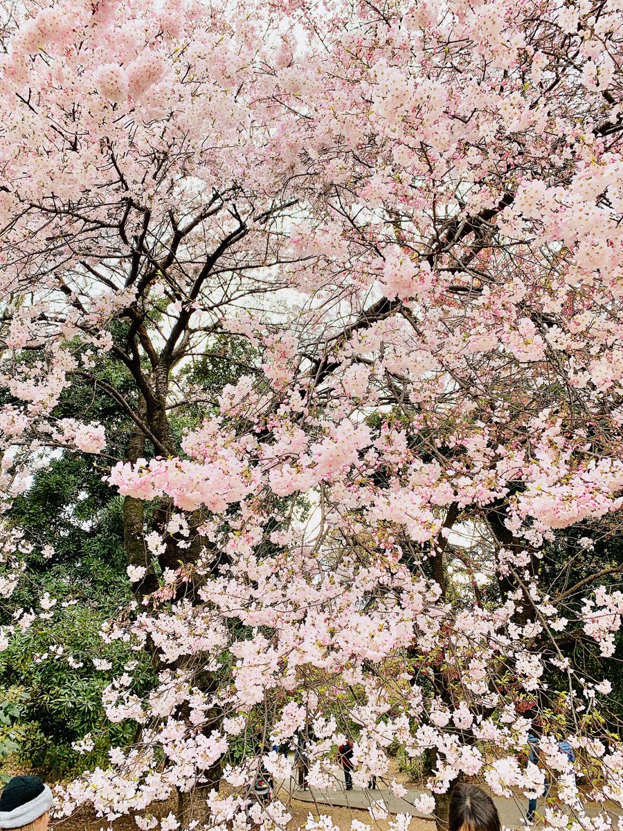 そして桜
毎年、約束しなくても
会えるこの幸せ
ありがたいなぁと 