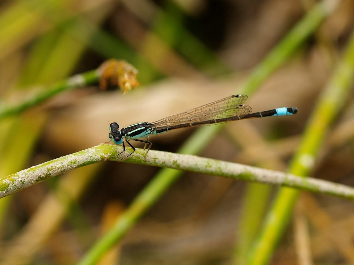 VG_Ataria tweet media