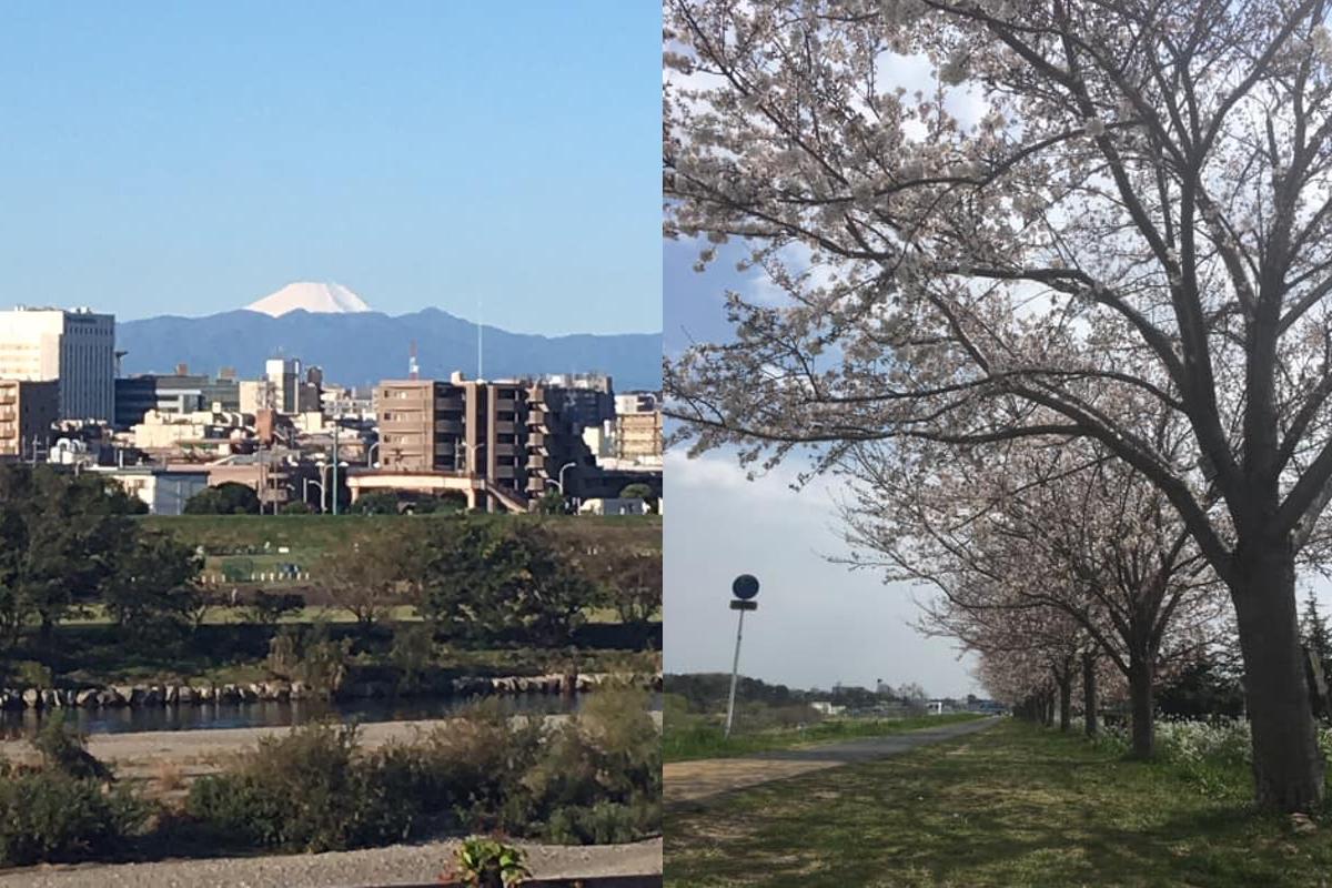 parkrun's tweet image. 🇯🇵 PARKRUN JAPAN LAUNCHES ON SATURDAY! 🇯🇵 

🗻 Views of Mount Fuji
🌸 Cherry Blossoms

Register
👉parkrun.jp/register

🌳 #loveparkrun