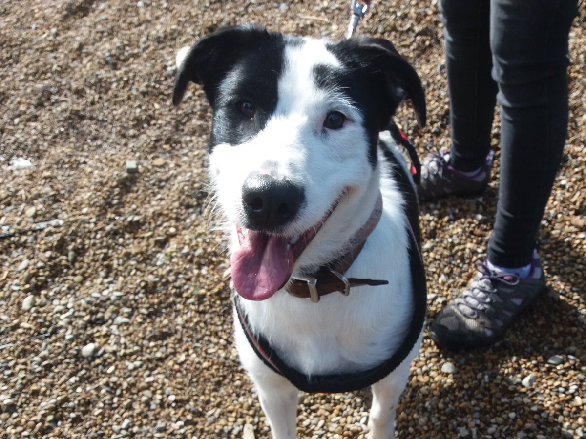 RSPCANW's tweet image. Roxy is 10 months old and loves life! She is so very friendly and will make a great new best friend.  All she needs is a home