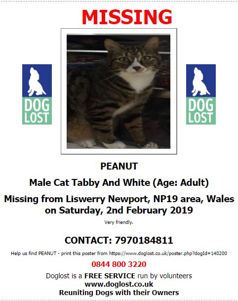 Cymru_01's tweet photo. #phurrsdaypusscats #Peanut missind 02/02/2019
#Peanut missing from #Liswerry #Newport NP19 area #Wales https://t.co/tN78Qh5iv0