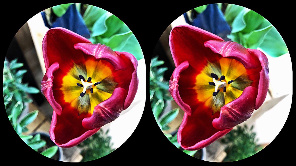 Queenfanne's tweet photo. Just happy!! Hope youβre happy too!
#stereoscopicphotography #springtulip #iPhoneChaCha @LoraynePatty @CharlyRagdoll @zodiacaldust https://t.co/mVwQ65ufri