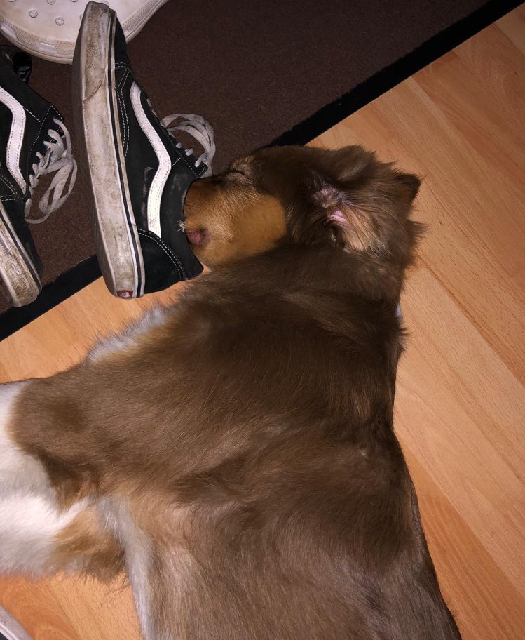 nobodylikeesyou's tweet photo. Molly liebt schuhe so sehr
(Ja die sind dreckig es sind meine arbeitsschuhe) https://t.co/GS0PJlFved