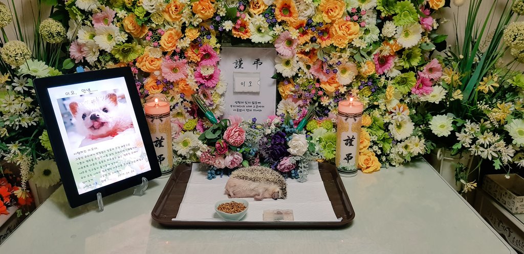 고슴도치 삼구&이오&나기 tweet media